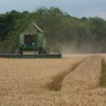 wheat_field_harvest_-_geograph.org.uk_-_1432901-7d273.jpg